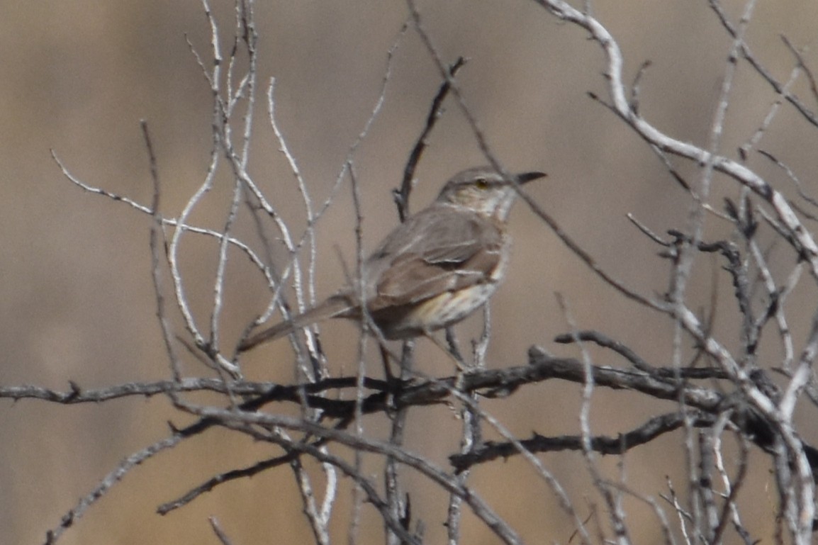 Sage Thrasher - Vanessa Montgomery