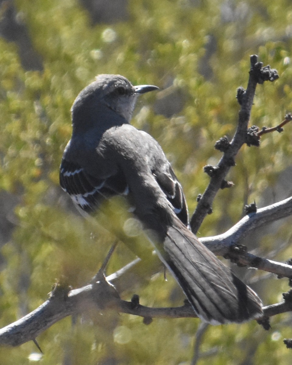 Northern Mockingbird - Vanessa Montgomery