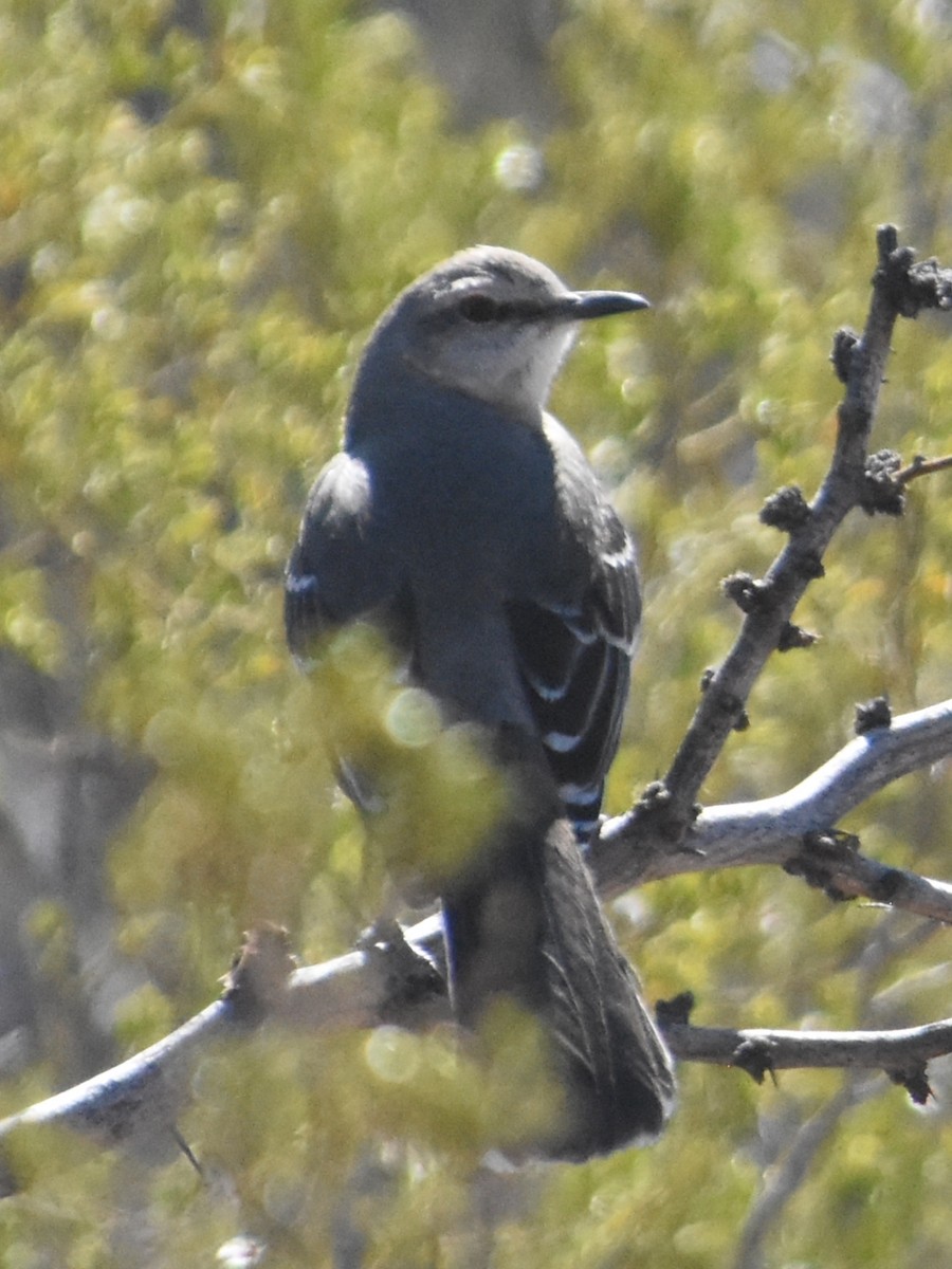 Northern Mockingbird - Vanessa Montgomery