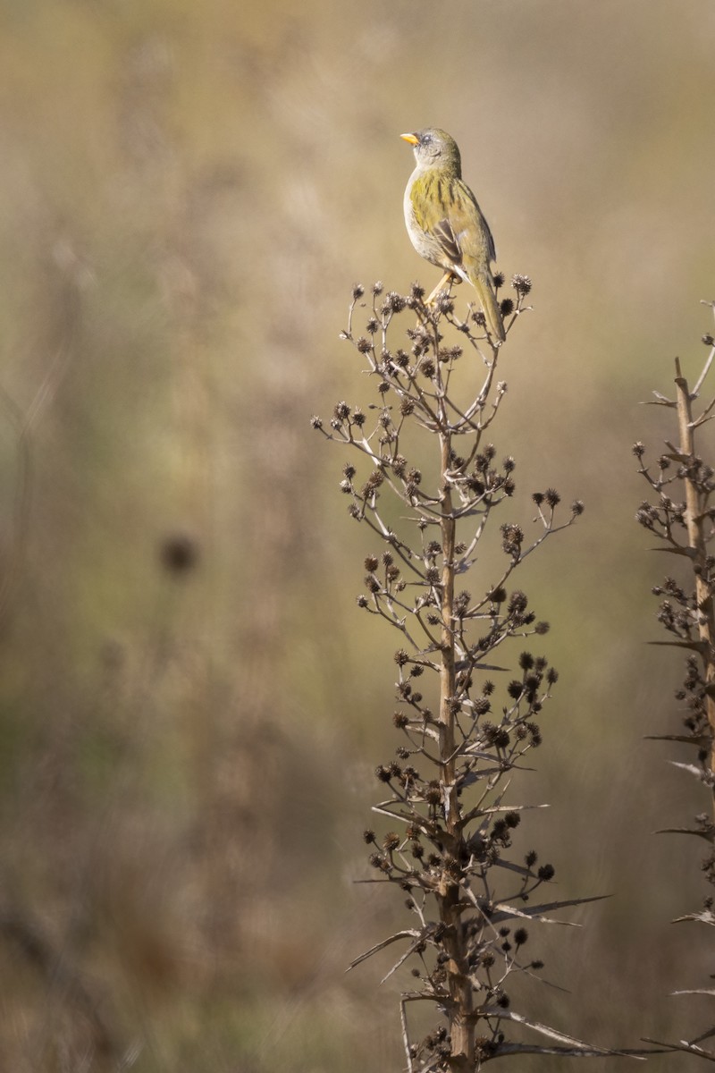 Great Pampa-Finch - ADRIAN GRILLI