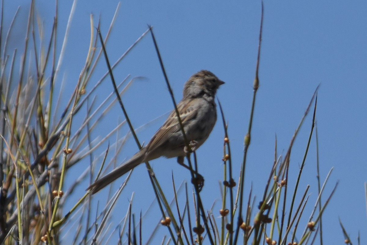 new world sparrow sp. - ML435497411