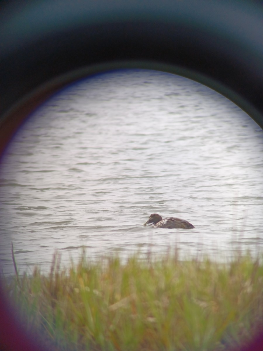 Eider arrunta - ML435497641