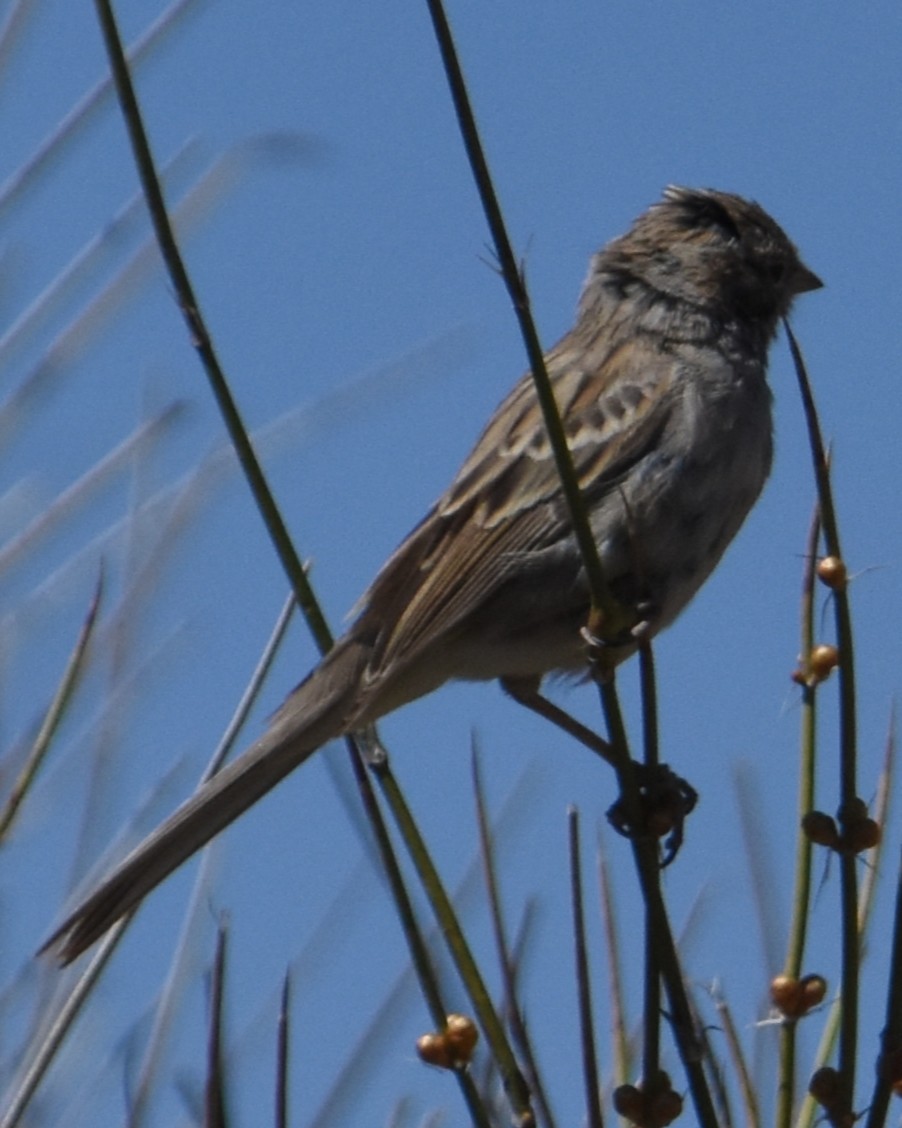 Passerellidae sp. (sparrow sp.) - ML435498171