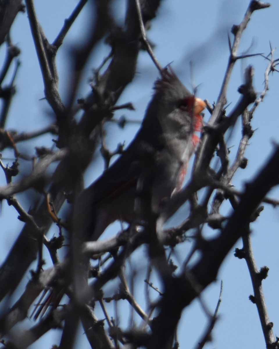 Cardinal pyrrhuloxia - ML435499261