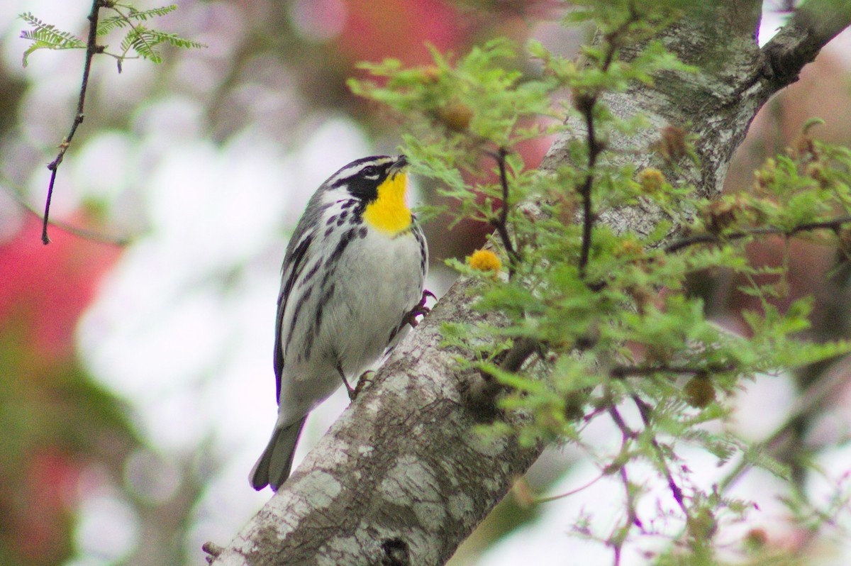 Yellow-throated Warbler - Conor Gearin