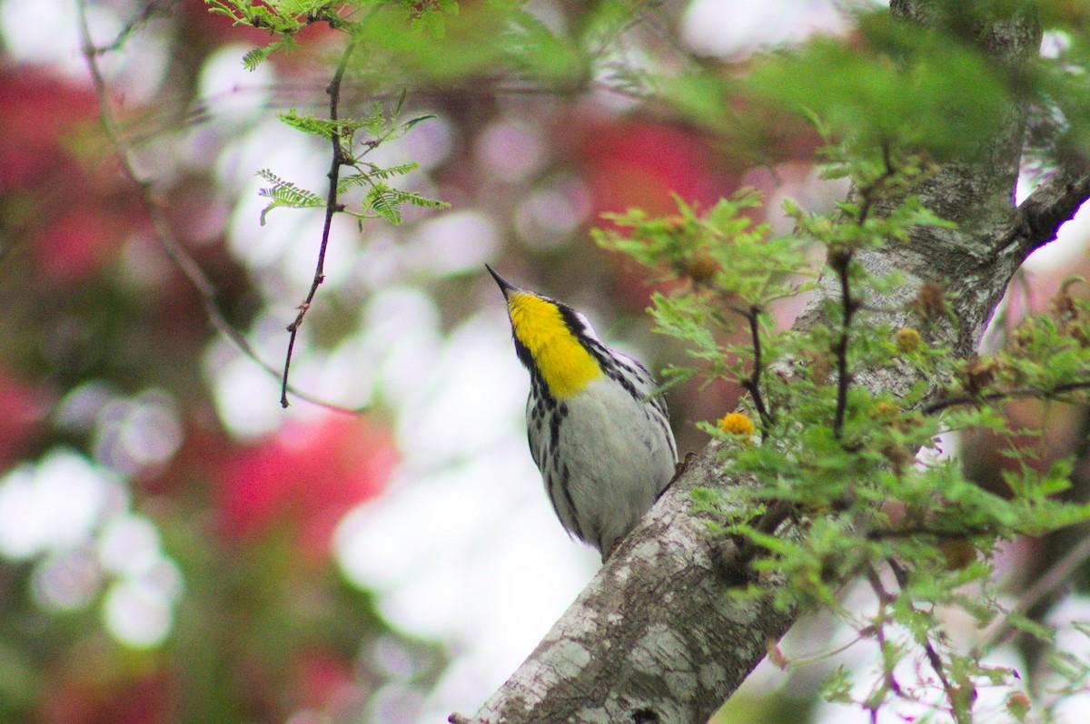 Yellow-throated Warbler - Conor Gearin
