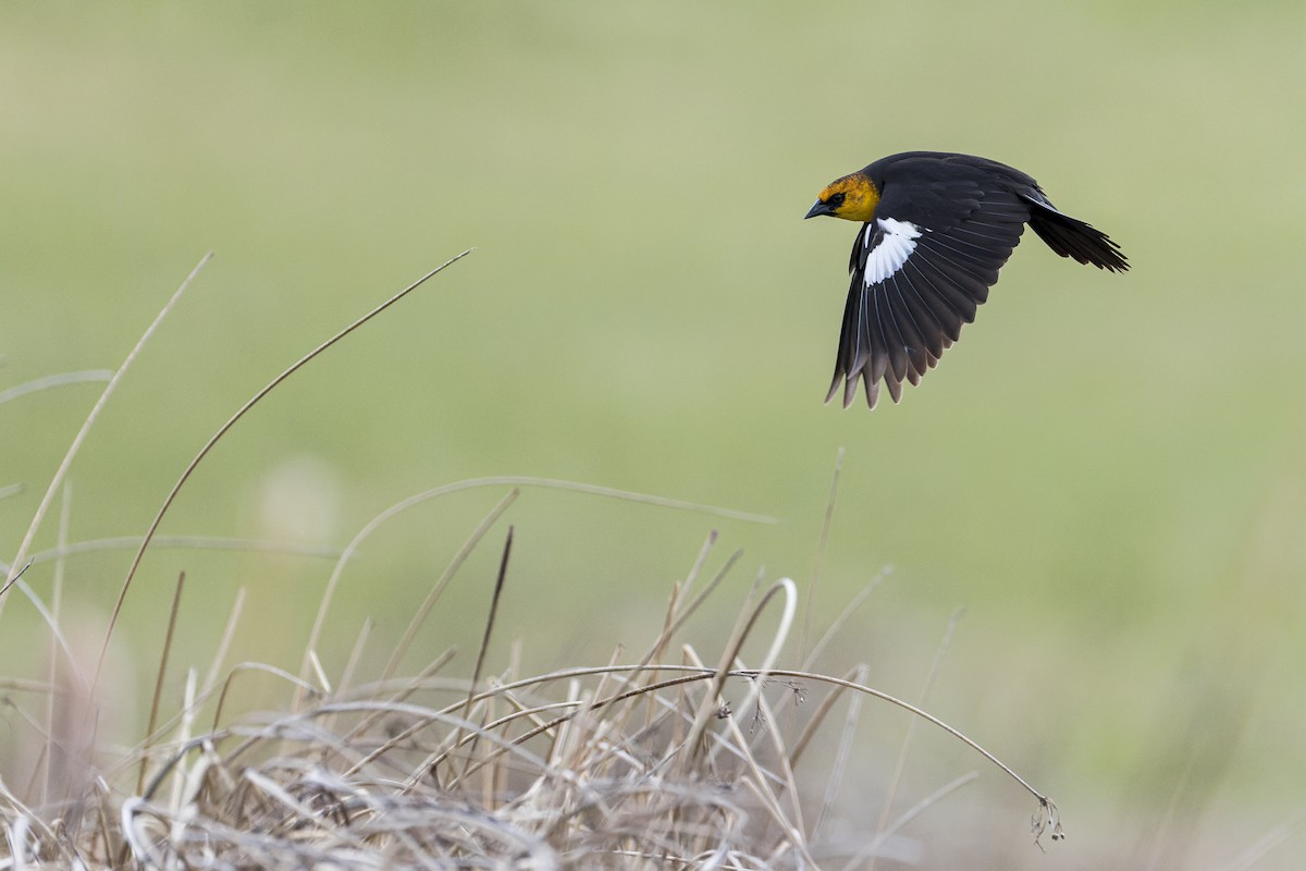 Yellow-headed Blackbird - Blair Dudeck