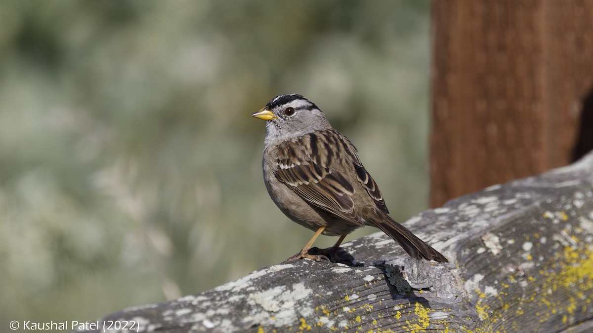 White-crowned Sparrow - Kaushal Patel