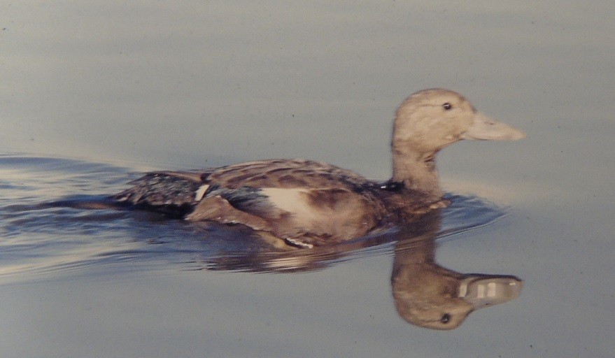 Kara Gözlü Pufla - ML435502631