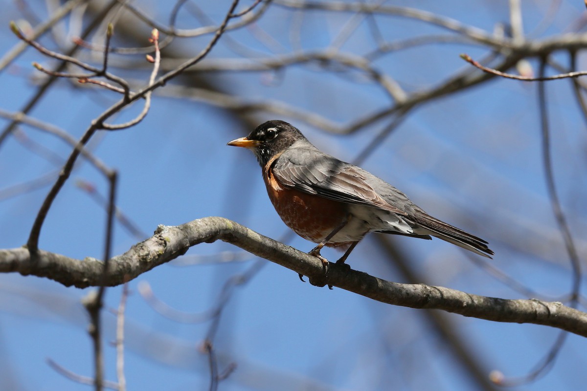 American Robin - ML435503461