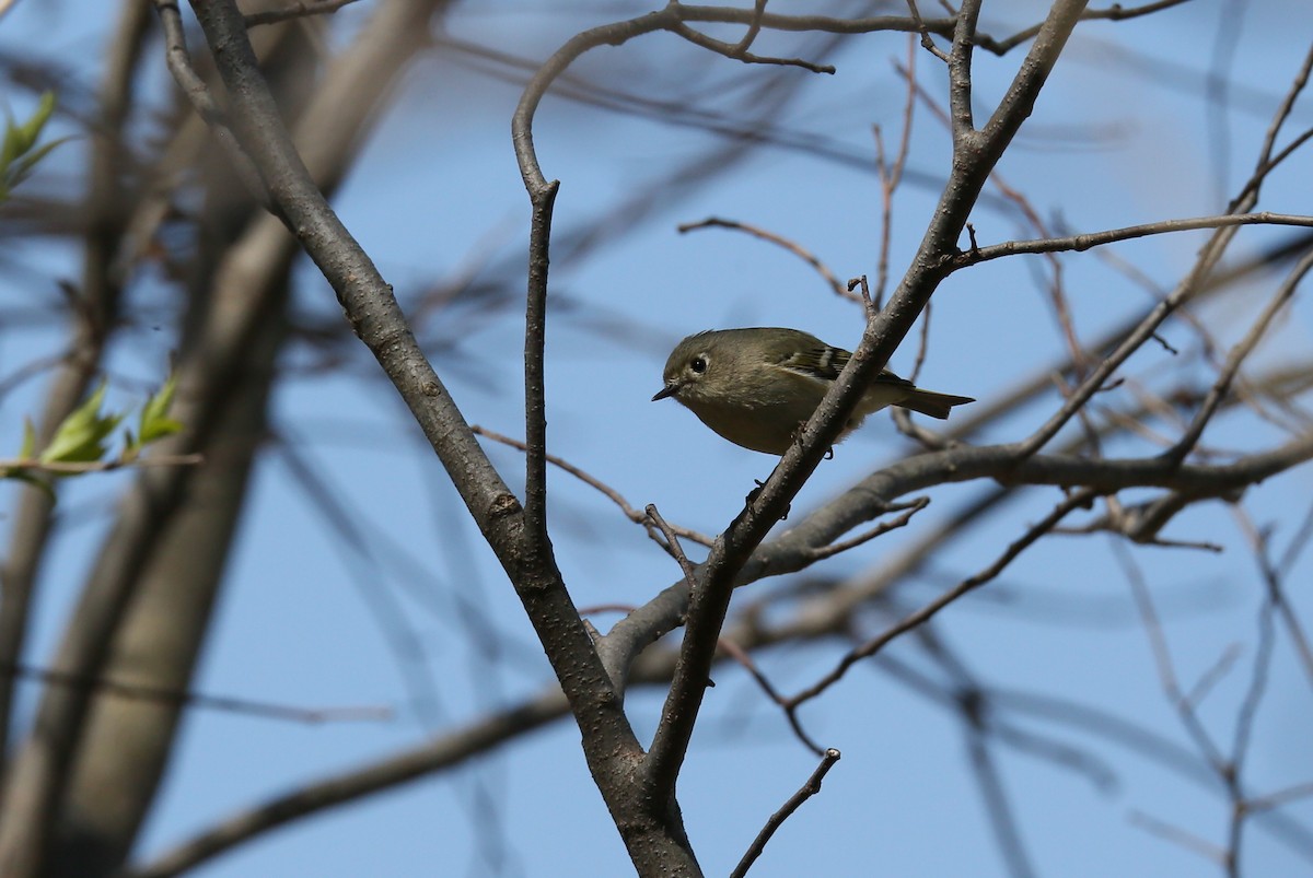 Ruby-crowned Kinglet - ML435503651