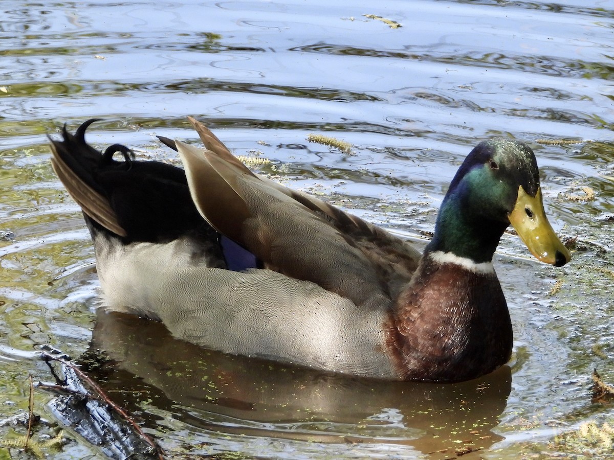 Mallard (Domestic type) - ML435505461