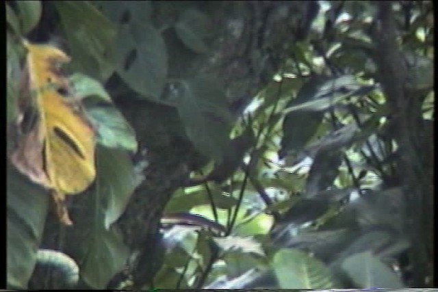 Buff-throated Woodcreeper (Buff-throated) - ML435509