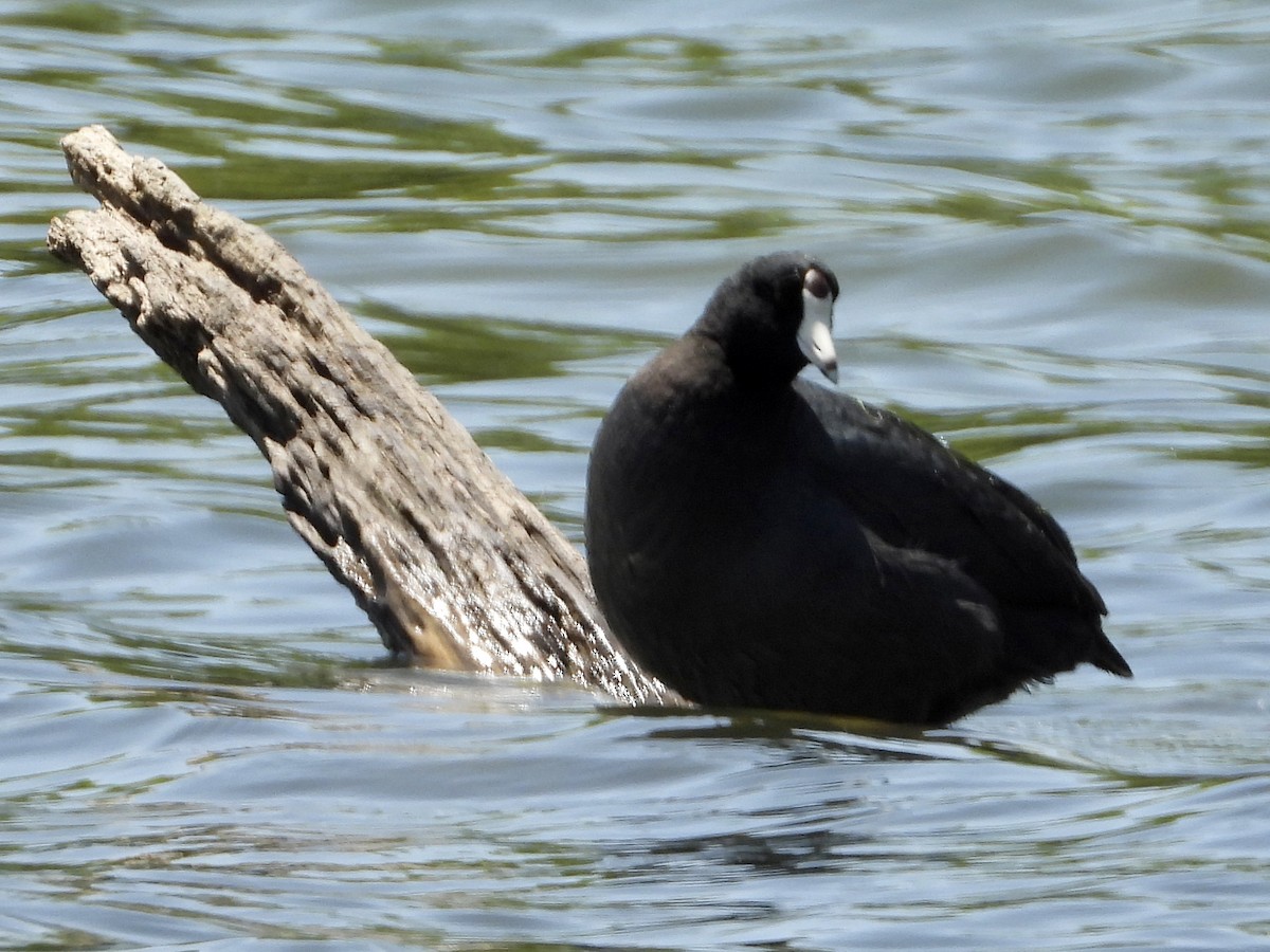 American Coot - Kim Shaw