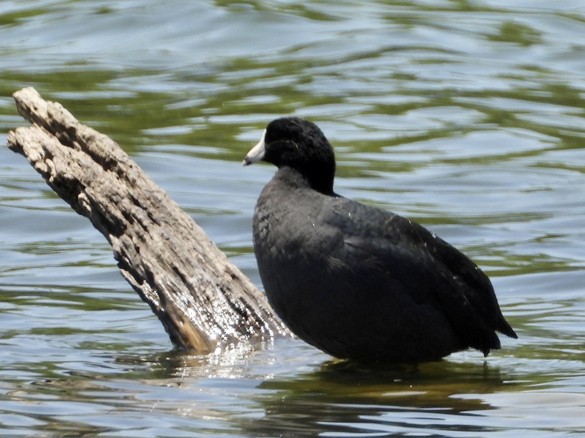 American Coot - ML435509481