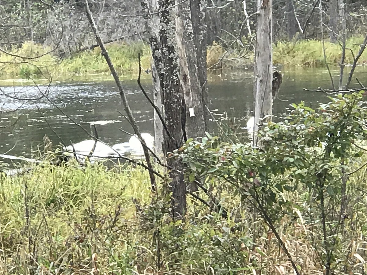 Cisne Trompetero - ML435509601