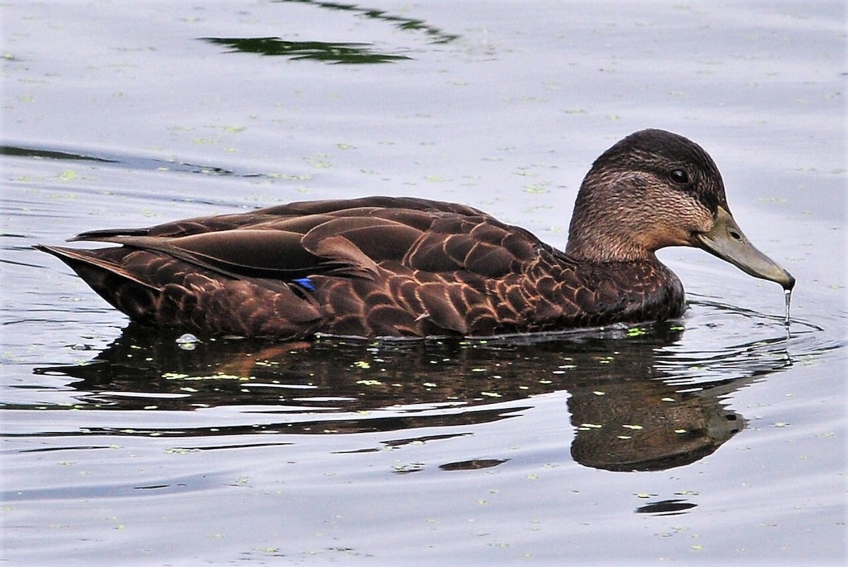 American Black Duck - Alan Sankey  COHL