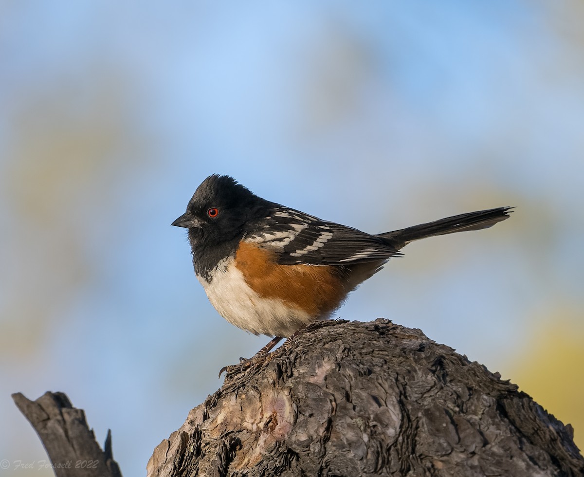 Spotted Towhee - ML435511101