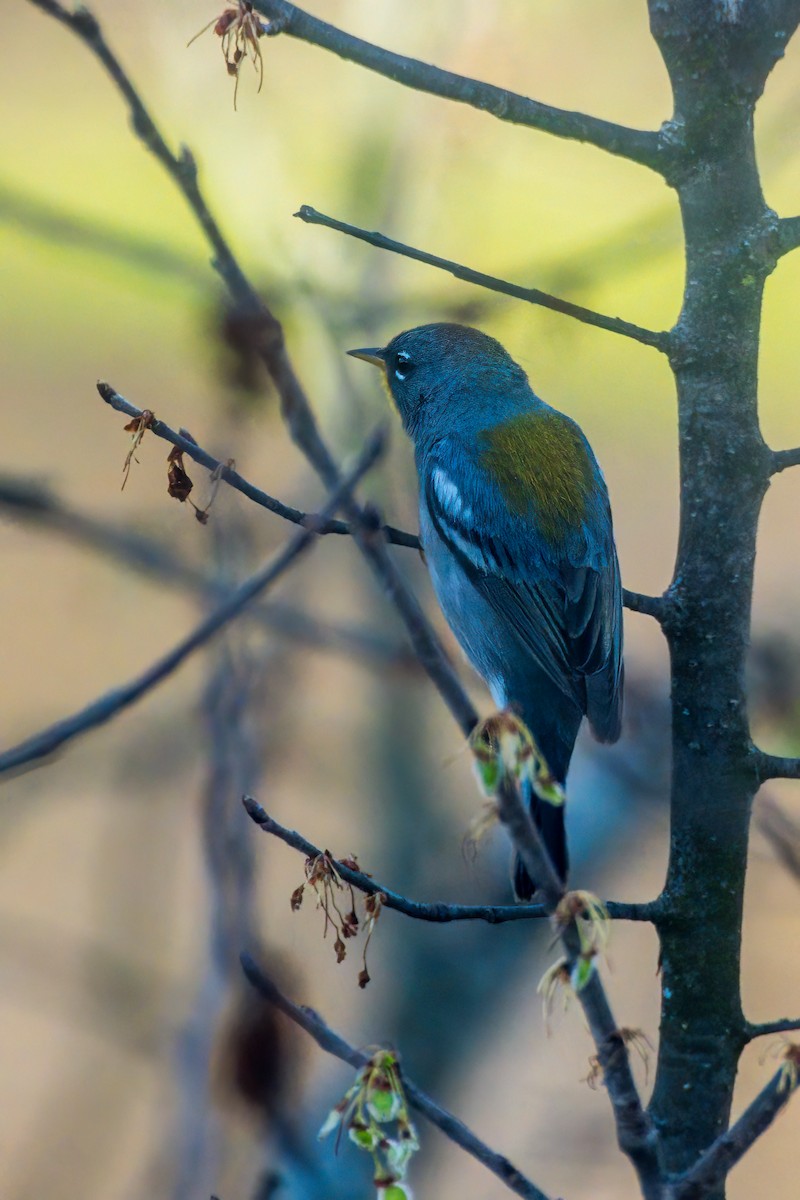 Northern Parula - ML435511861
