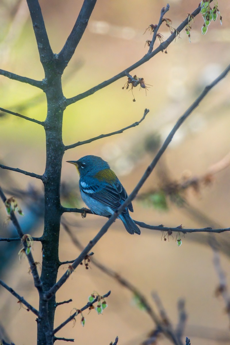 Northern Parula - ML435511901
