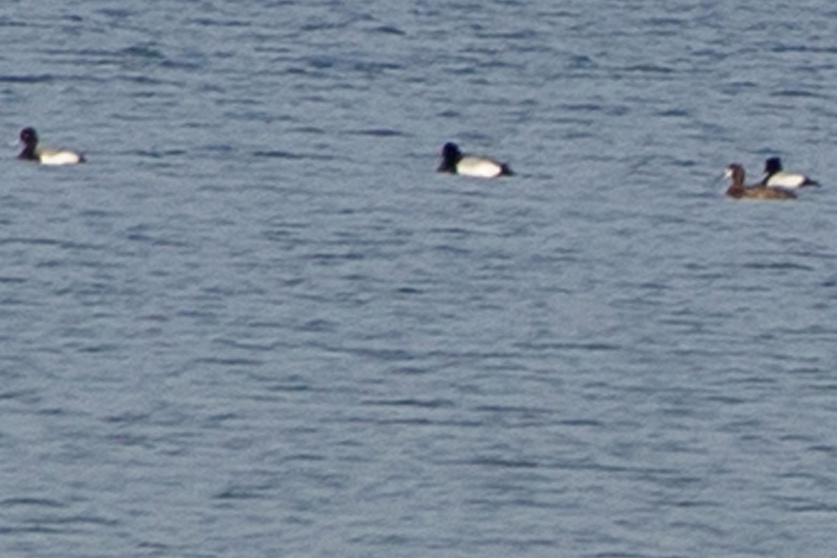 Greater/Lesser Scaup - ML435513491