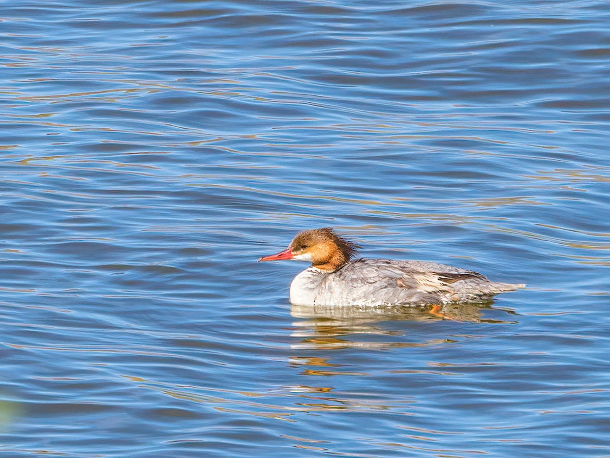 Common Merganser - ML435515841