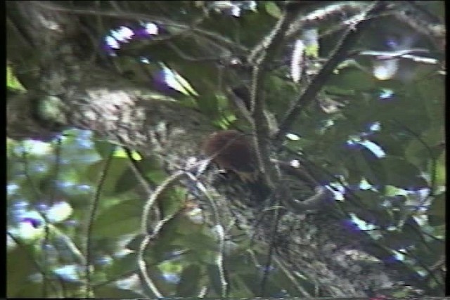 Chestnut Woodpecker - ML435516