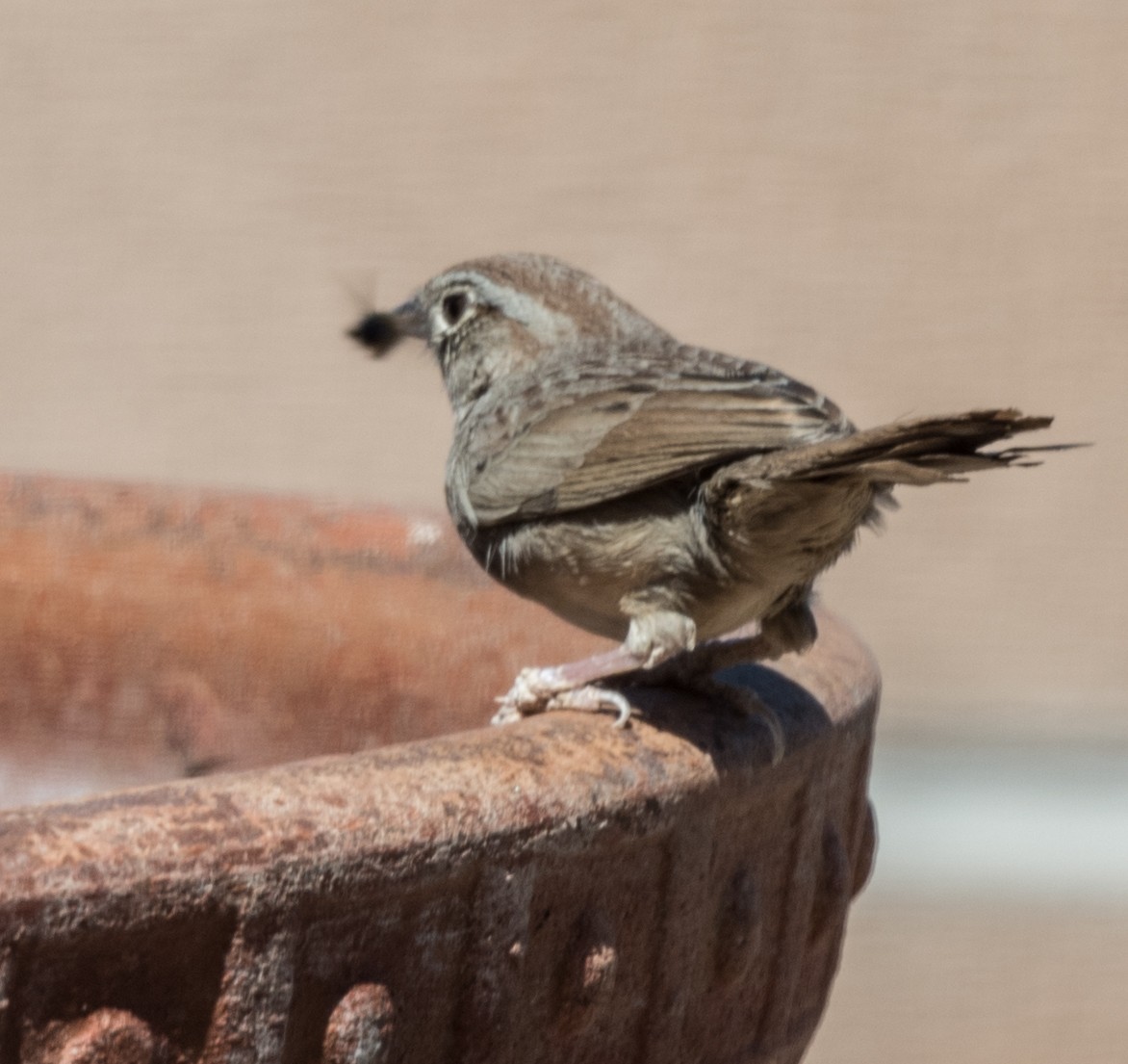 Rufous-crowned Sparrow - ML435516781