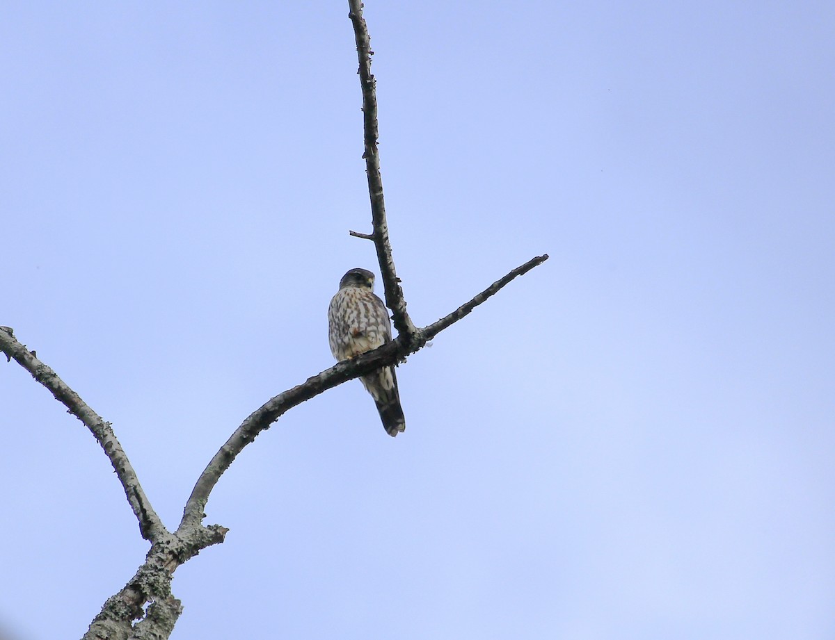 dřemlík tundrový - ML435517951