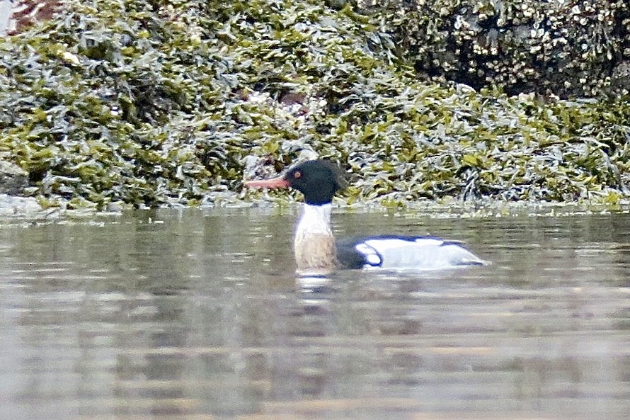 Red-breasted Merganser - ML435520771