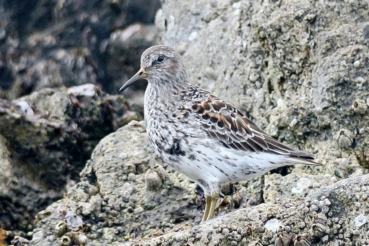 Rock Sandpiper - ML435520851