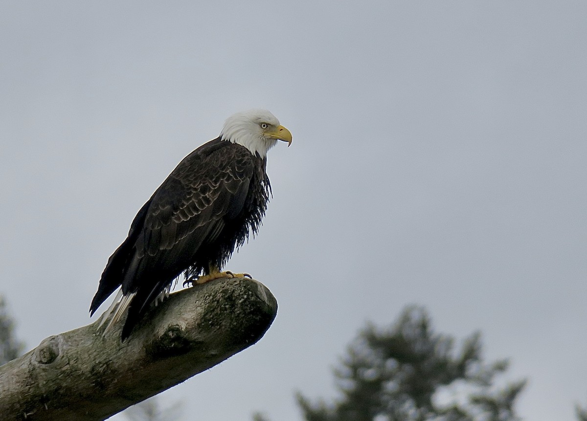 Bald Eagle - ML435520901