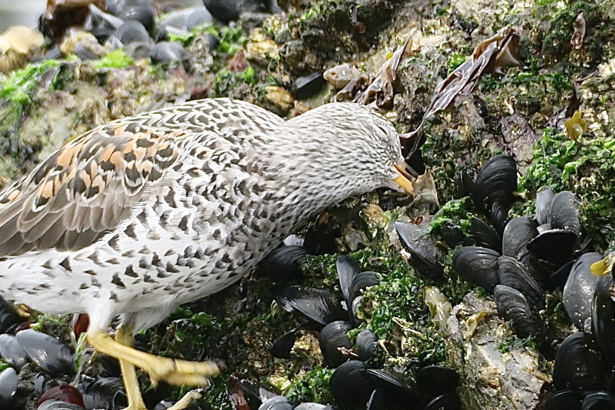 Surfbird - ML435521031