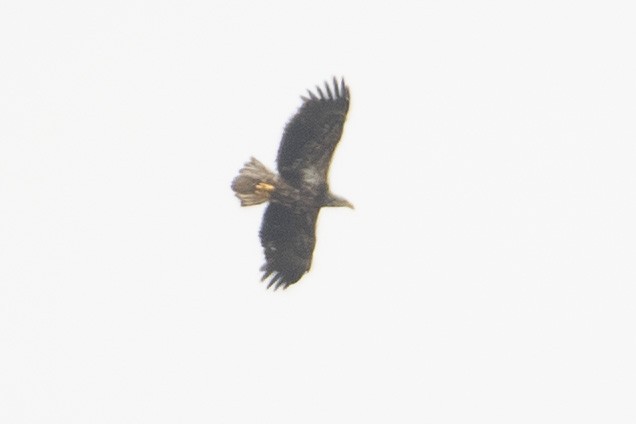Weißkopf-Seeadler - ML435522071
