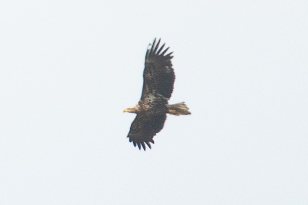 Weißkopf-Seeadler - ML435522081