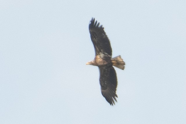 Weißkopf-Seeadler - ML435522091