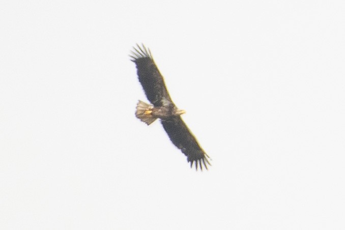 Weißkopf-Seeadler - ML435522101
