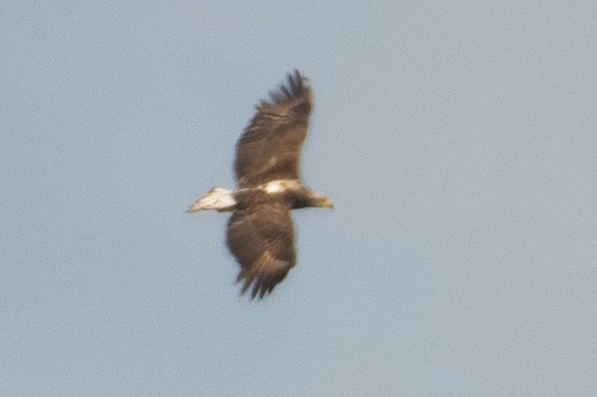 Weißkopf-Seeadler - ML435522111