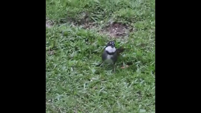 Chestnut-capped Brushfinch - ML435523521