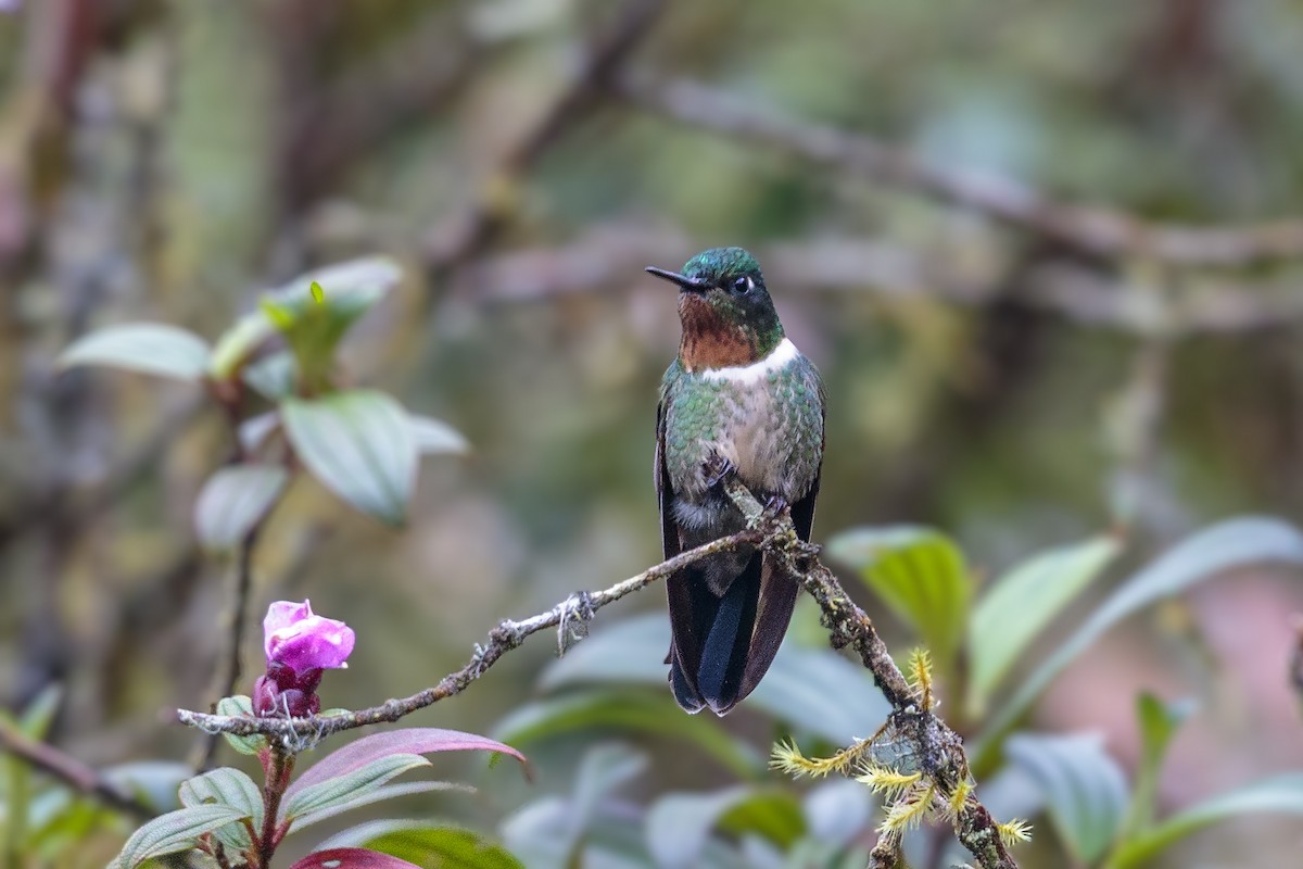 Colibrí Gorjiamatista (grupo amethysticollis) - ML435524281