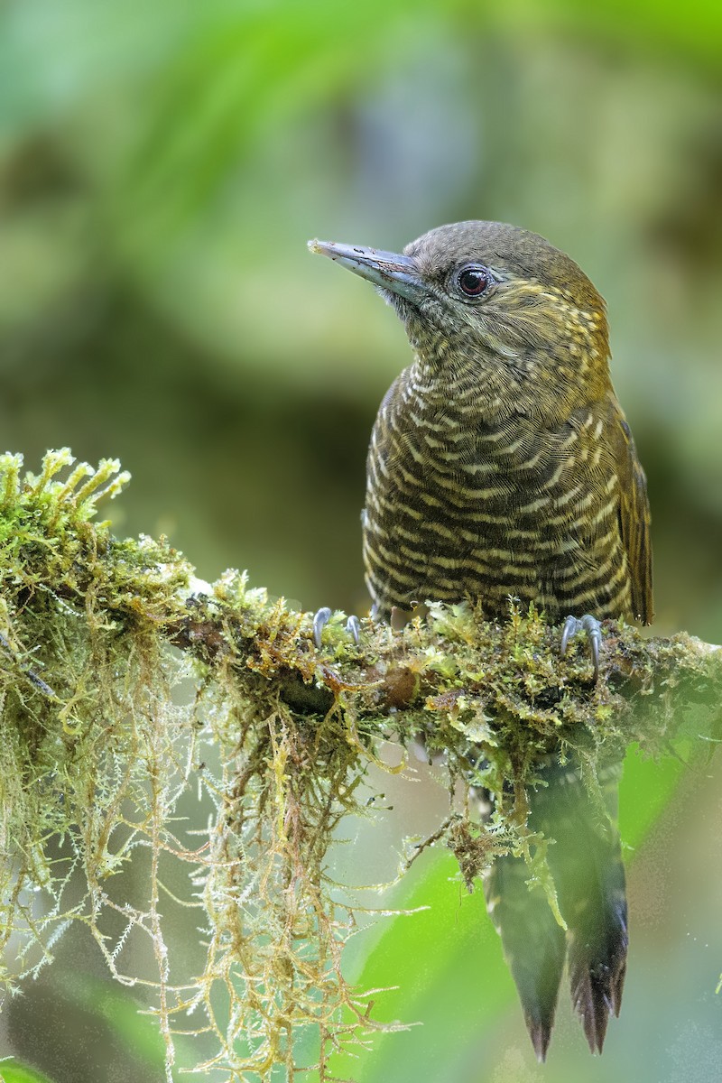 Bar-bellied Woodpecker - ML435524361