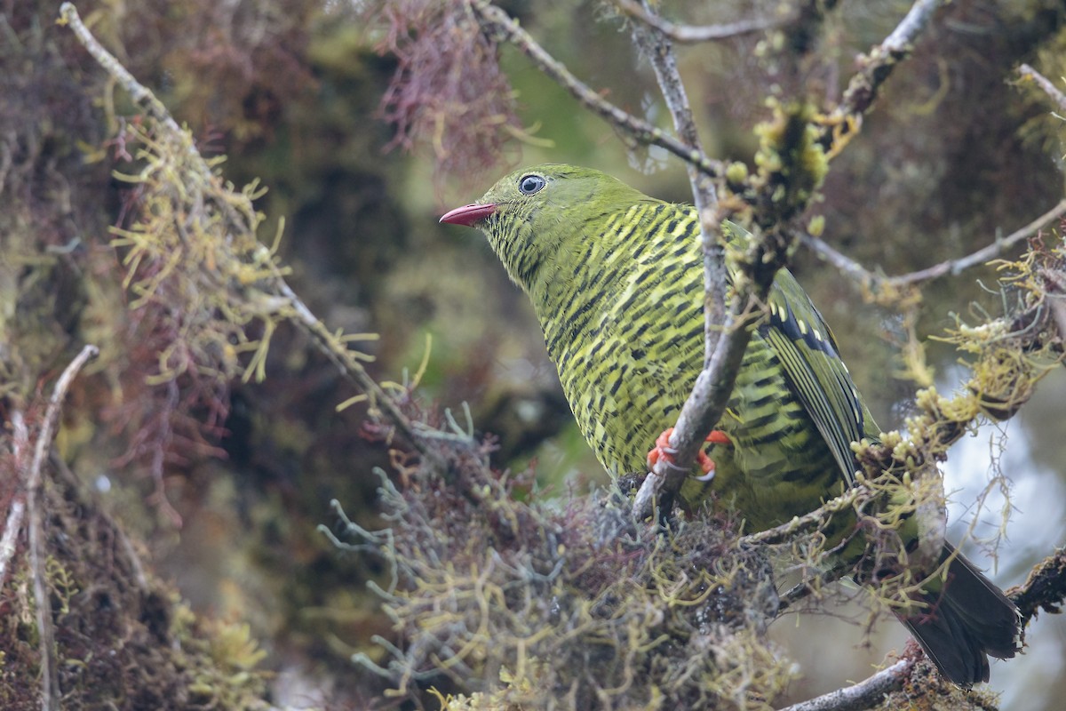 Barred Fruiteater - ML435524451