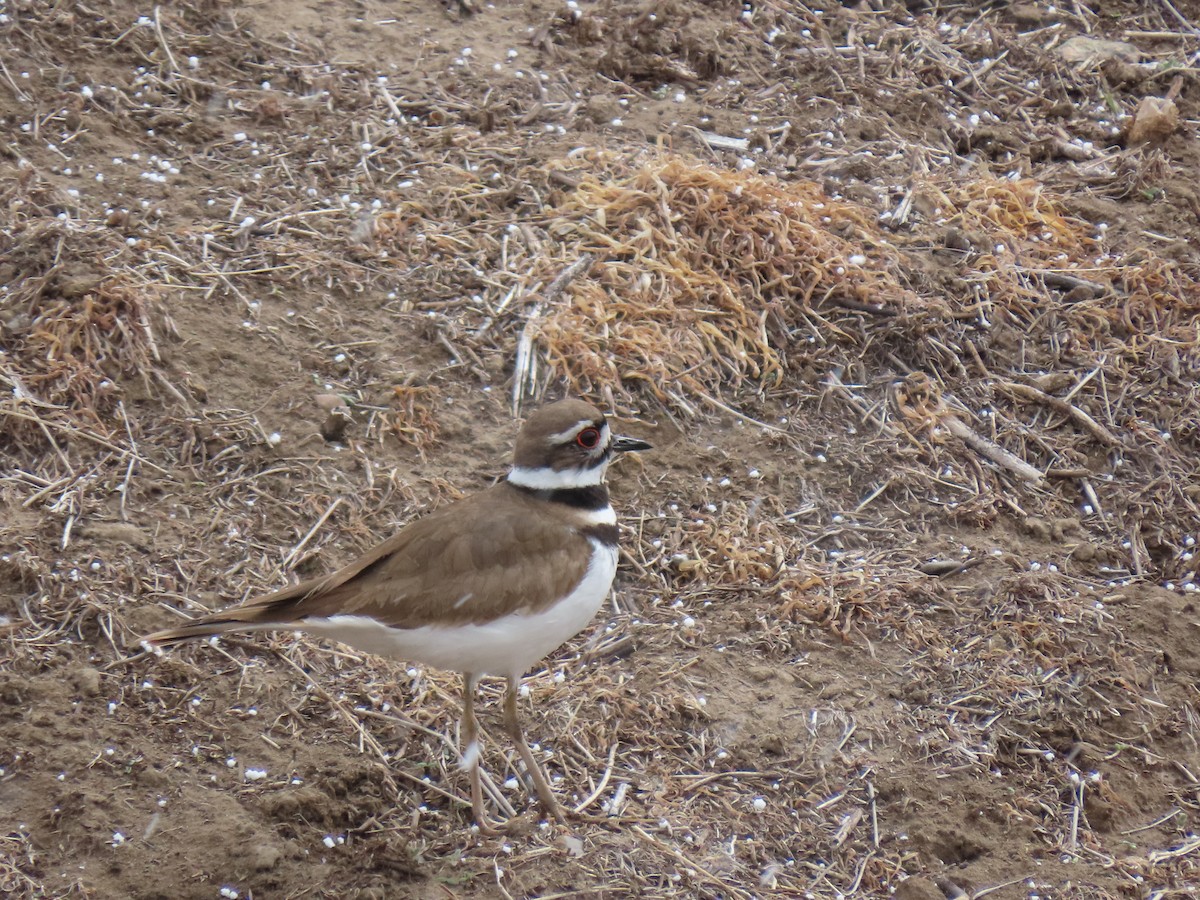 Killdeer - ML435524611