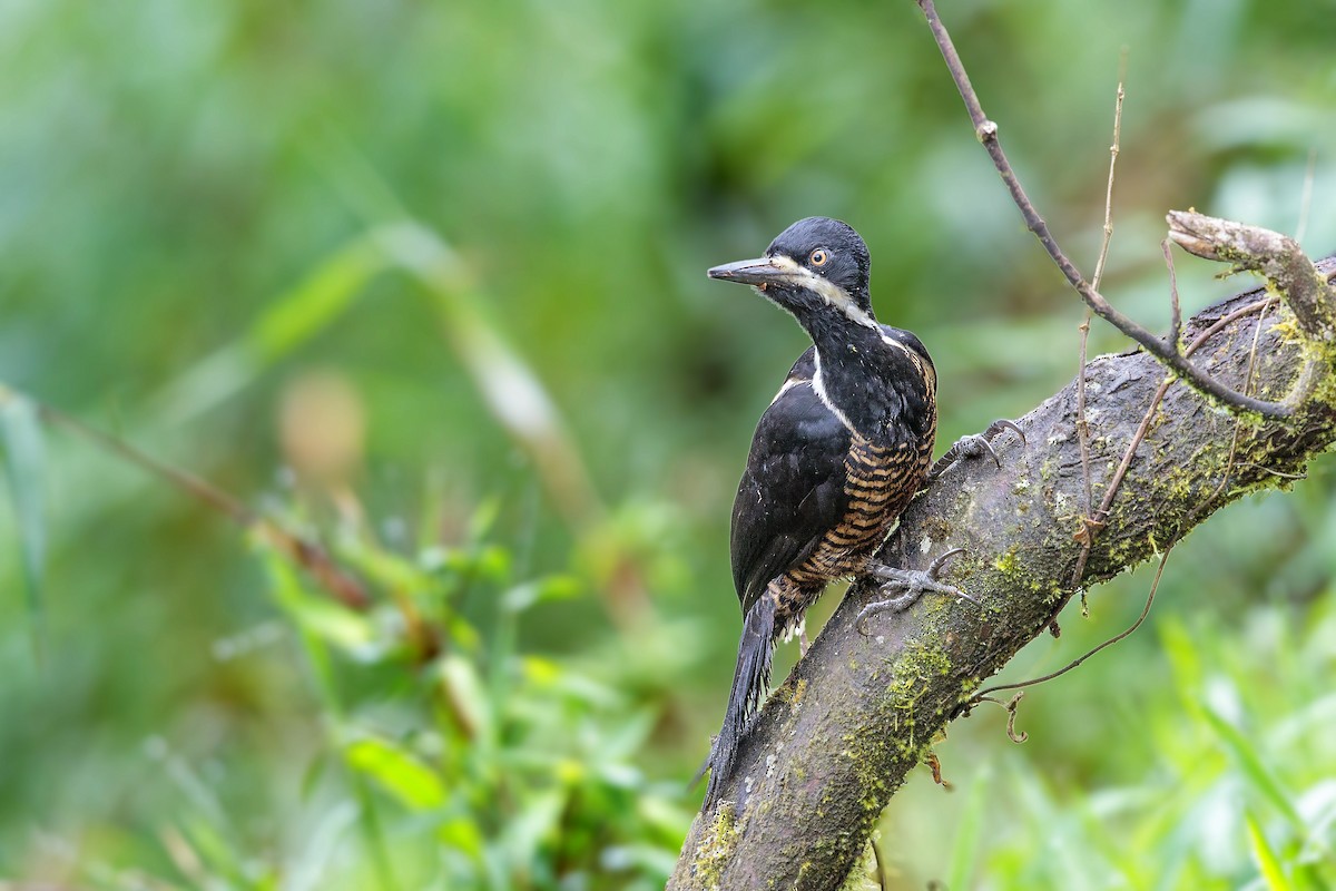 Powerful Woodpecker - ML435524681