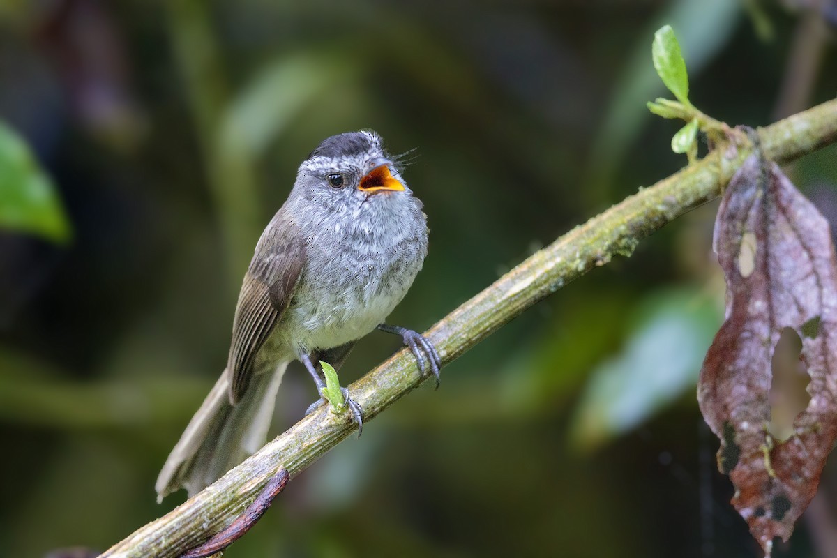 Unstreaked Tit-Tyrant - ML435524761