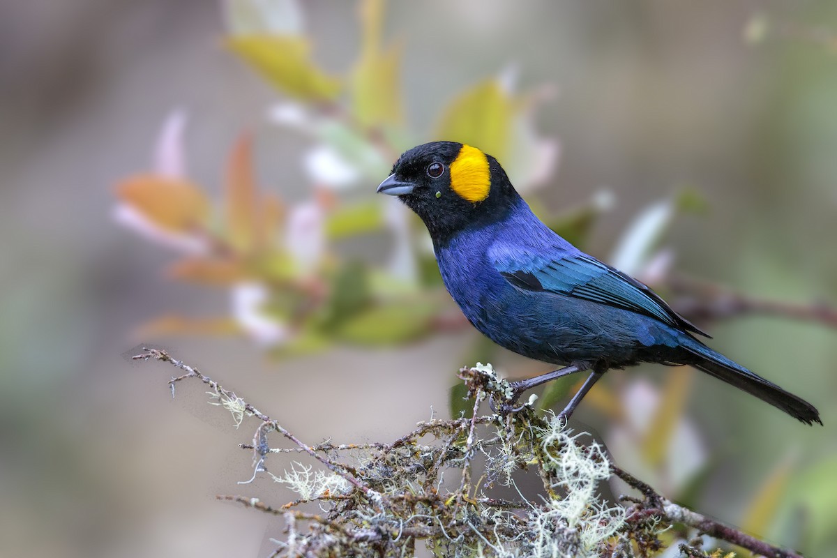 Yellow-scarfed Tanager - Bradley Hacker 🦜