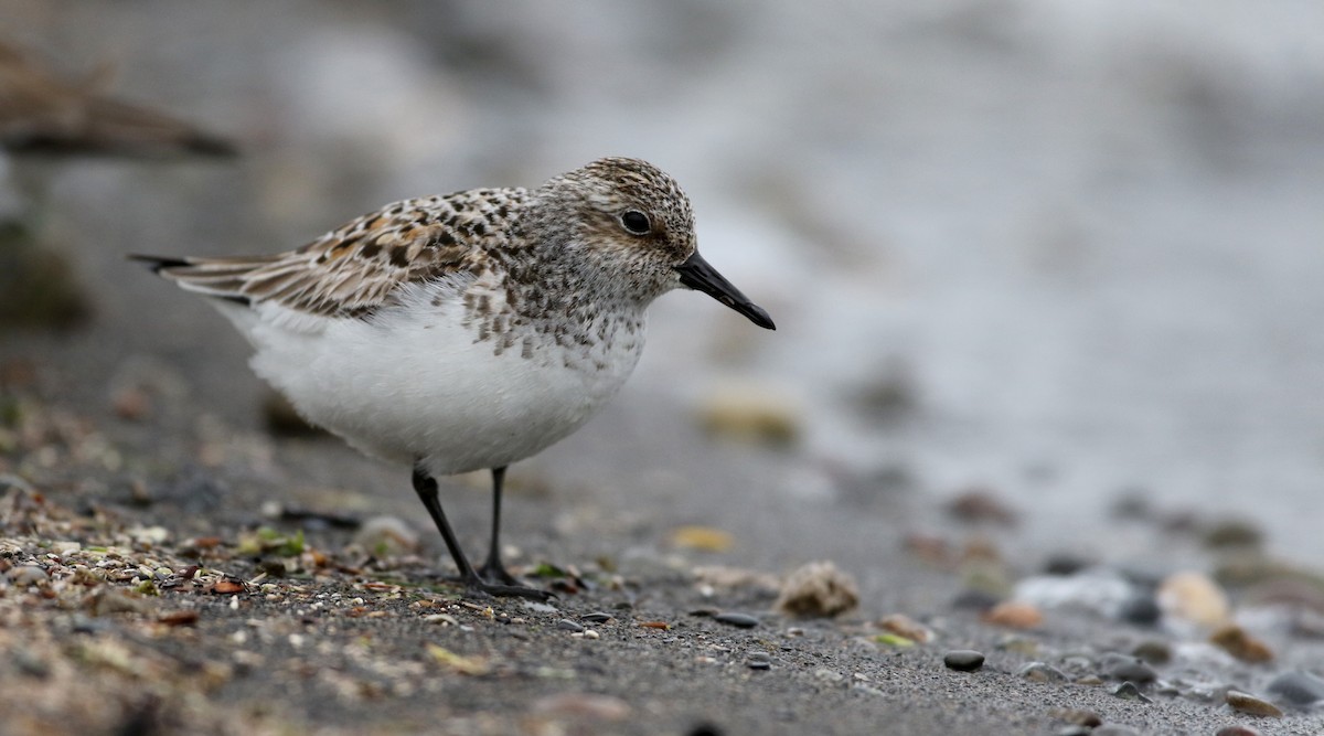 Sanderling - Jay McGowan