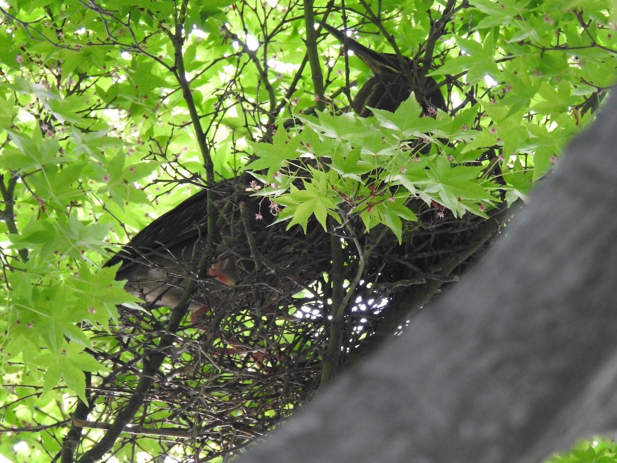 Green Heron - ML435525511