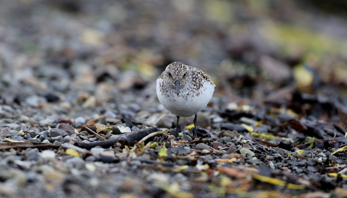 Sanderling - Jay McGowan