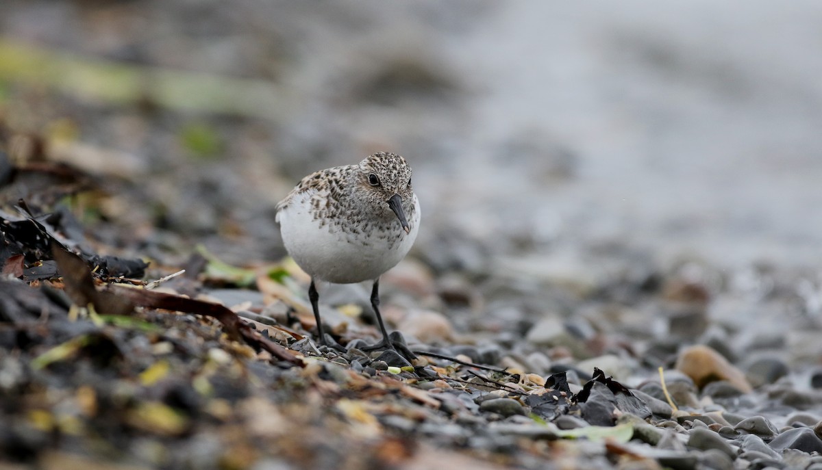 Sanderling - Jay McGowan